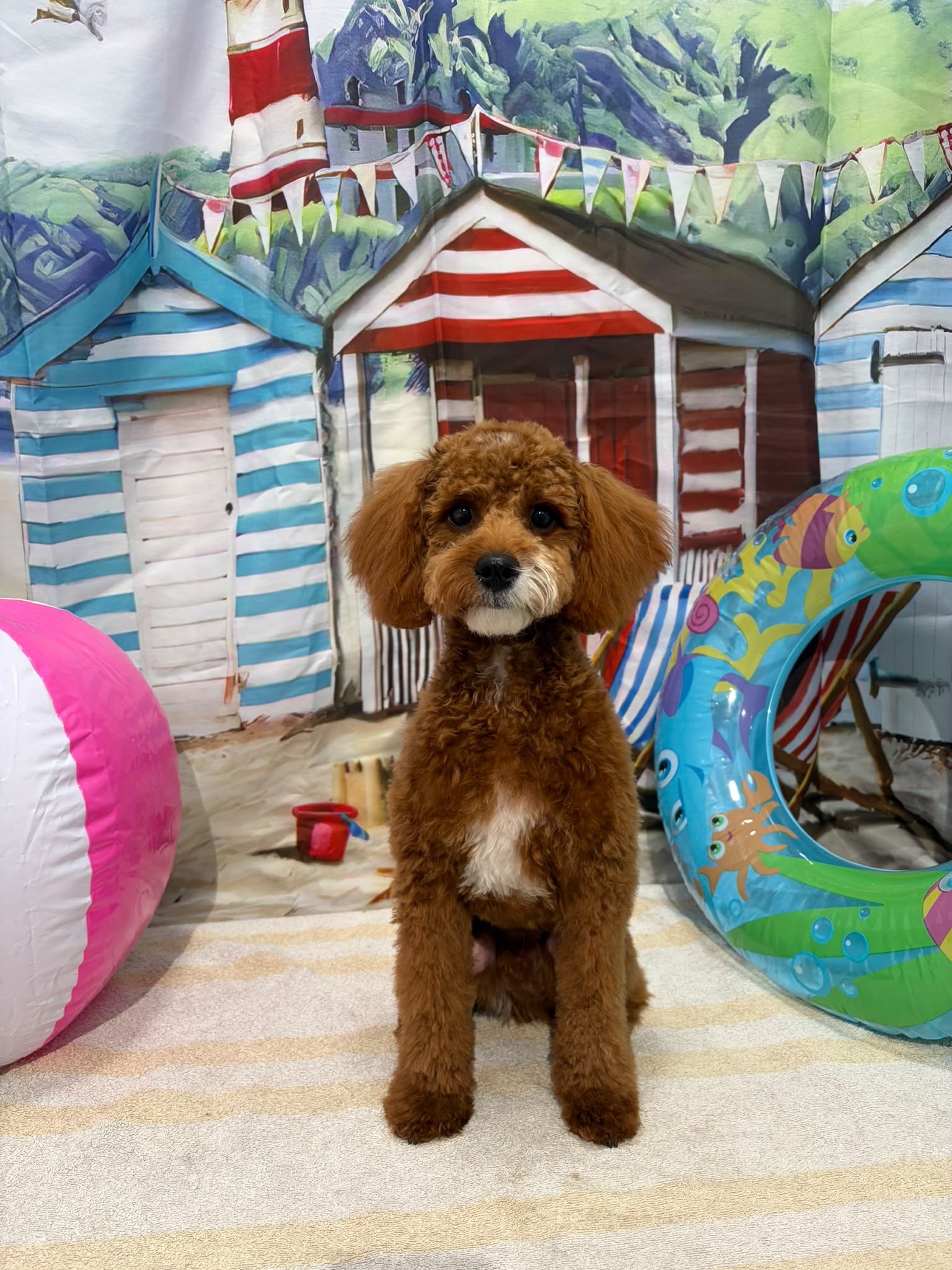 A freshly groomed apricot cockapoo sitting in front of the salon's seaside photo backdrop
